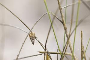 Macro à Trez Goarem  (2)
