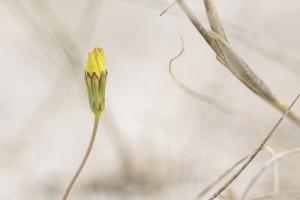 Macro à Trez Goarem  (3)