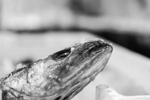poissons-3