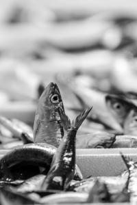 poissons-2