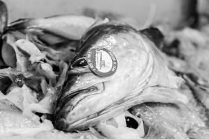 poissons-1