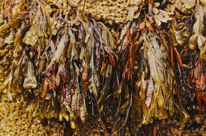 _08-19-2025_13493DSC_0045_Nik