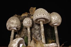 nature morte (5)