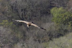 Vautour Fauve (1)