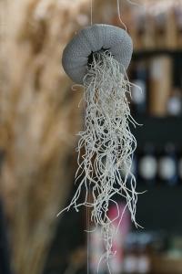 TH1_09_DSC08892